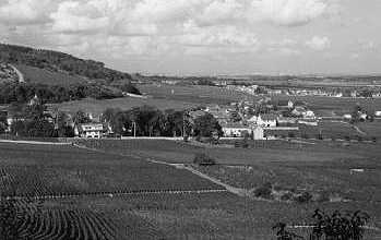 View on Vineyards