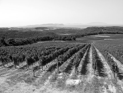View from the Argentiera Vineyards