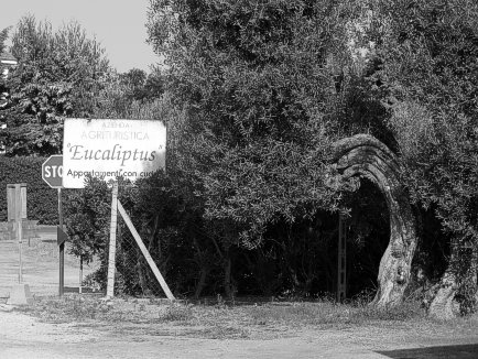 Entrance to the Wine Estate of Eucaliptus