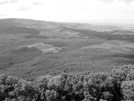 Blick von Castiglioncello auf den Urwald und Weinlagen