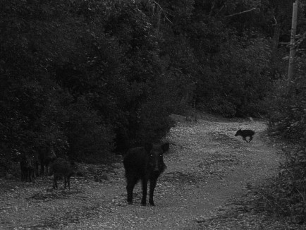 Wild Boar Mother with her Kids in the Dawn