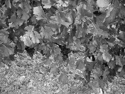 Weinstöcke der Lage Bellaria von Ornellaia