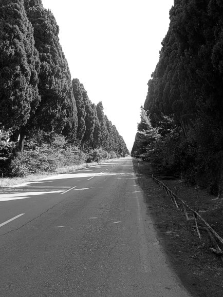 The Cypress Avenue near San Guido